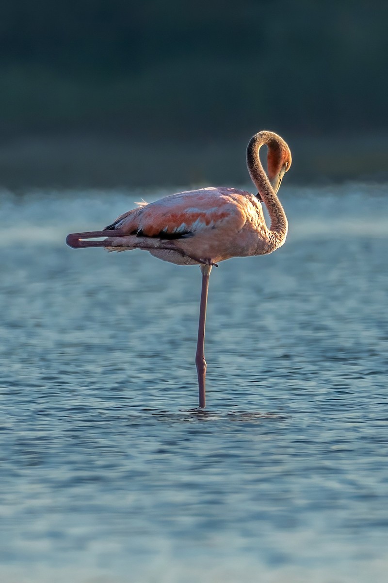 Flamant des Caraïbes - ML620536535