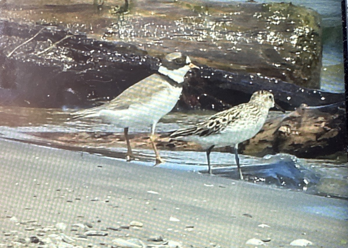 Semipalmated Plover - ML620536536