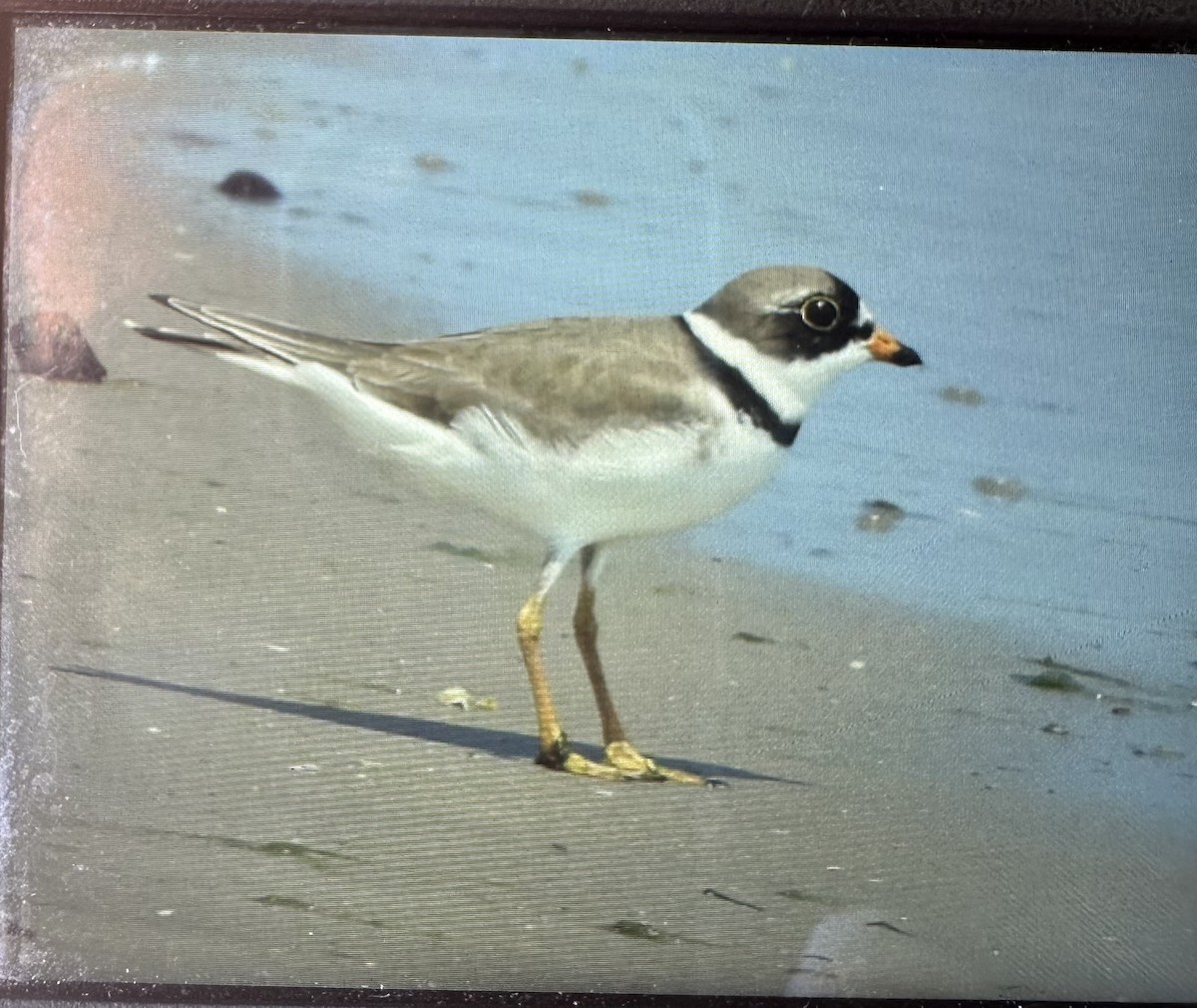 Semipalmated Plover - ML620536538