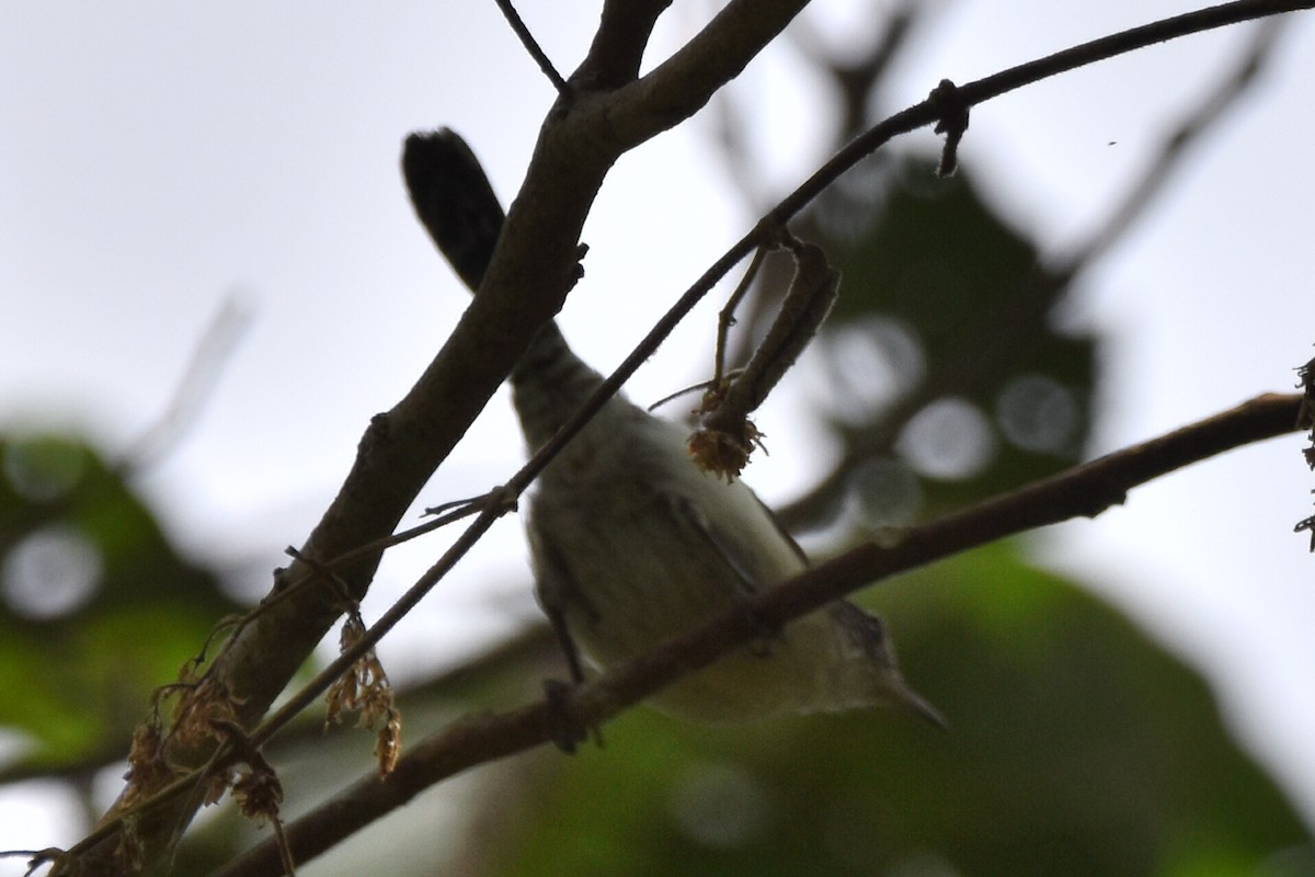 Gray-mantled Wren - ML620536540