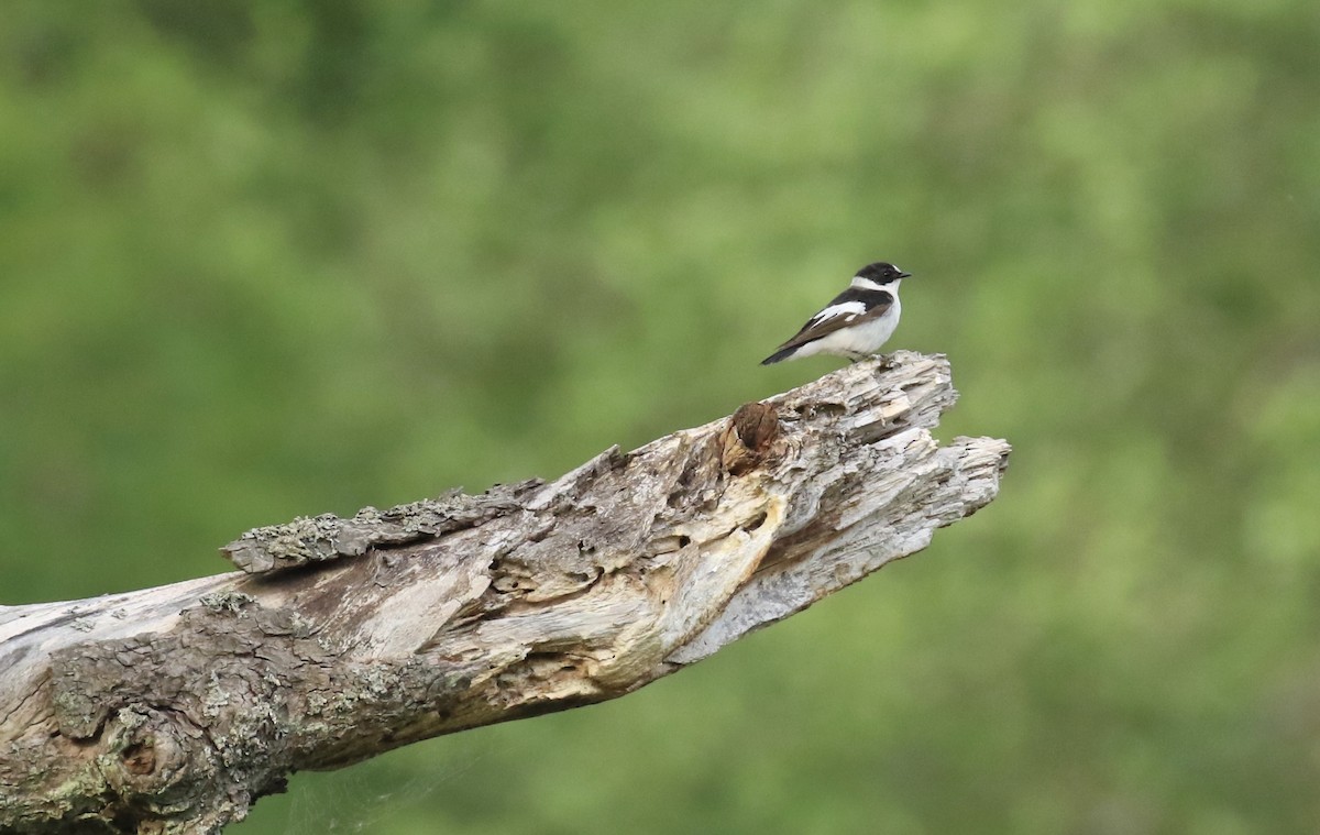 Collared Flycatcher - ML620536544