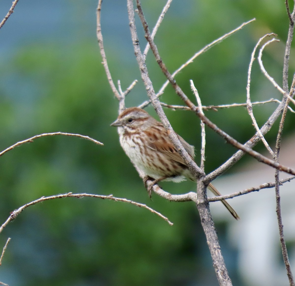 Song Sparrow - ML620536546