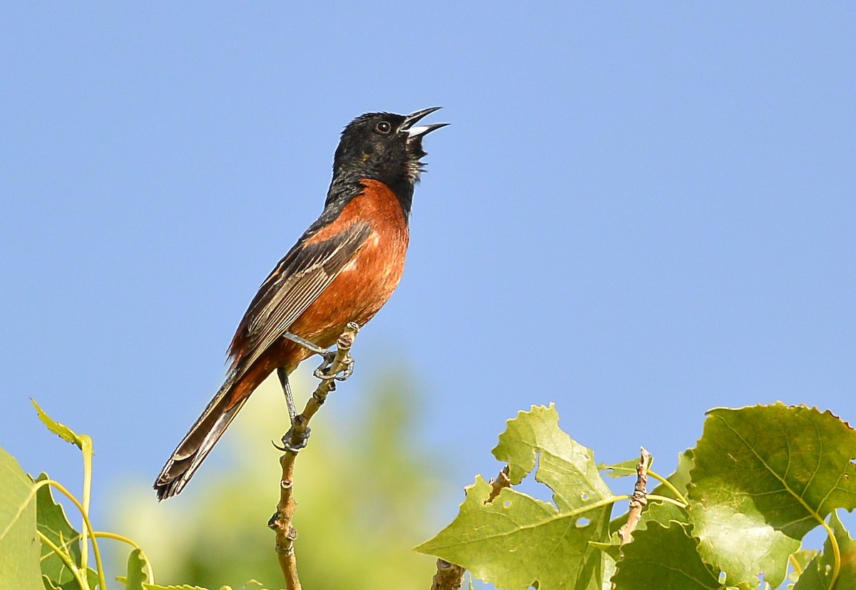 Orchard Oriole - ML620536547