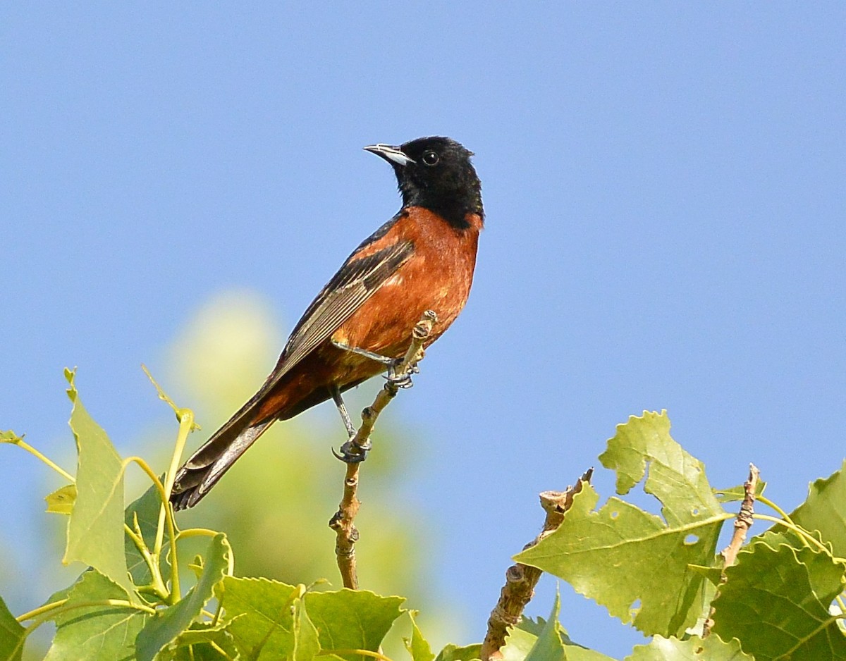 Orchard Oriole - ML620536548