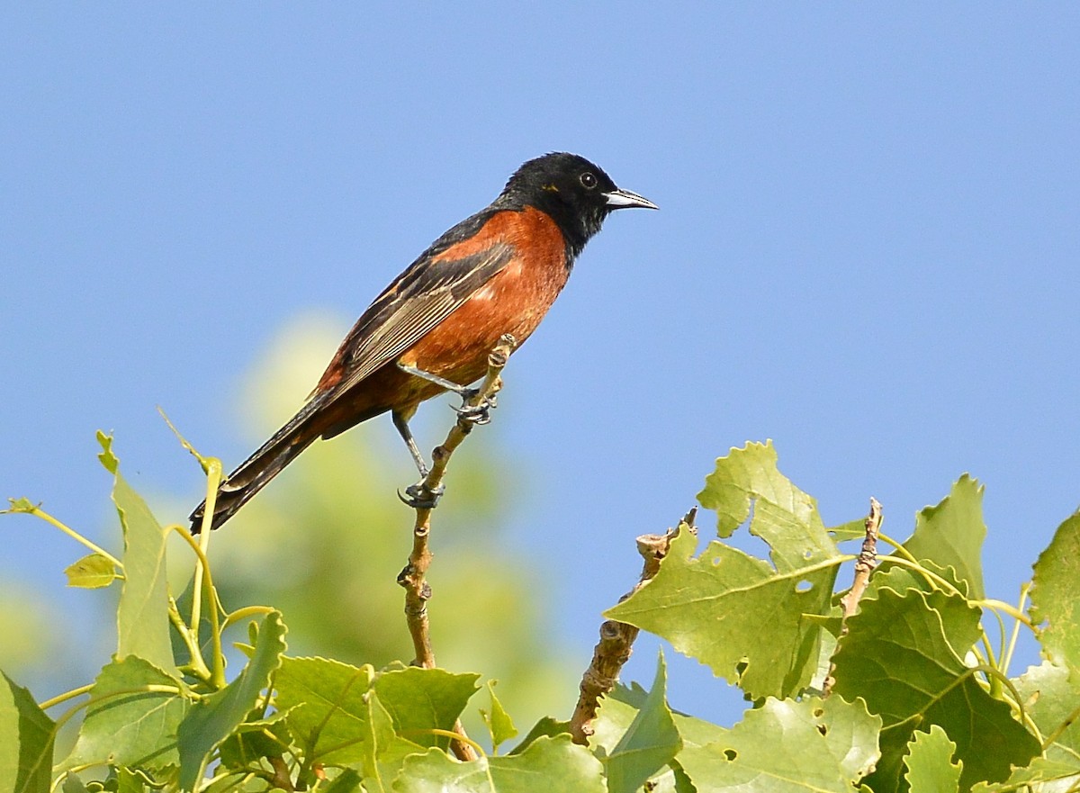 Orchard Oriole - ML620536551