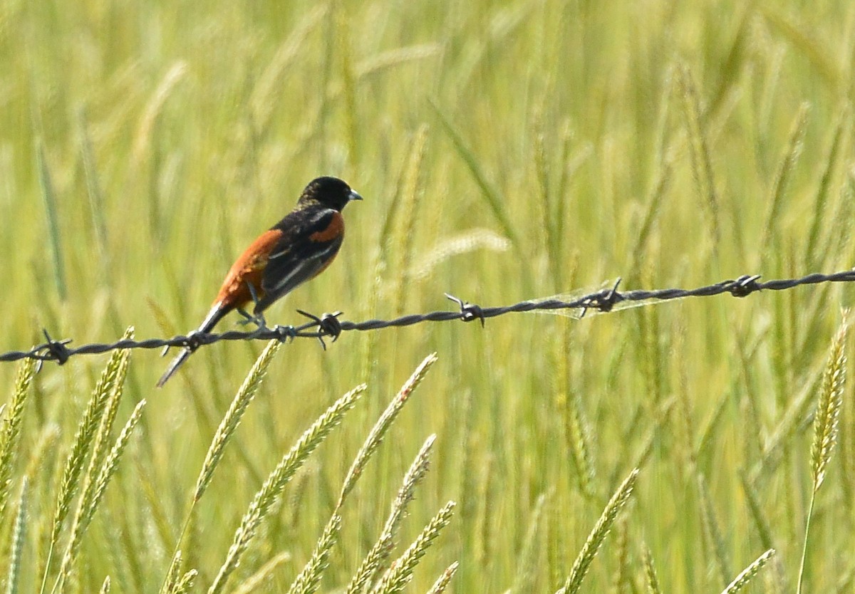 Orchard Oriole - ML620536552