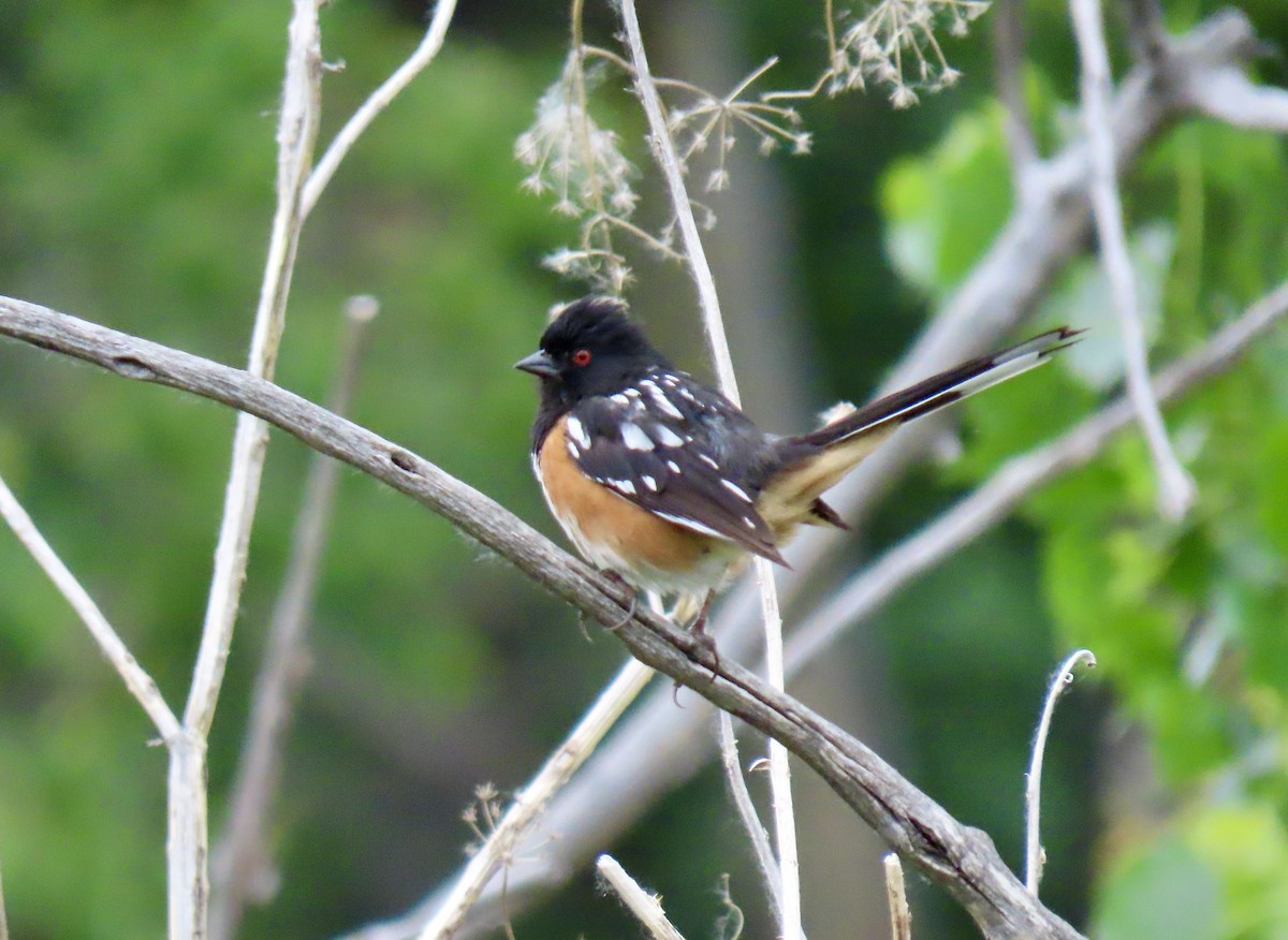 Spotted Towhee - ML620536554