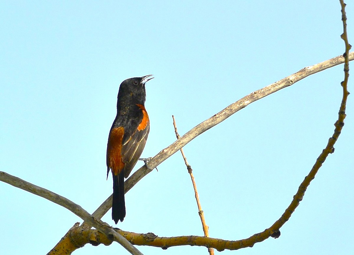 Orchard Oriole - ML620536555