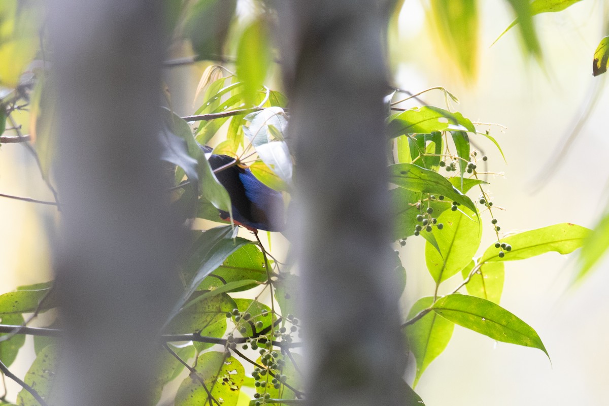 Short-billed Honeycreeper - ML620536569