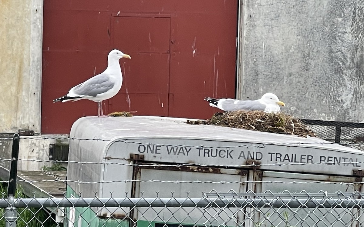 Herring/Glaucous-winged Gull - ML620536570