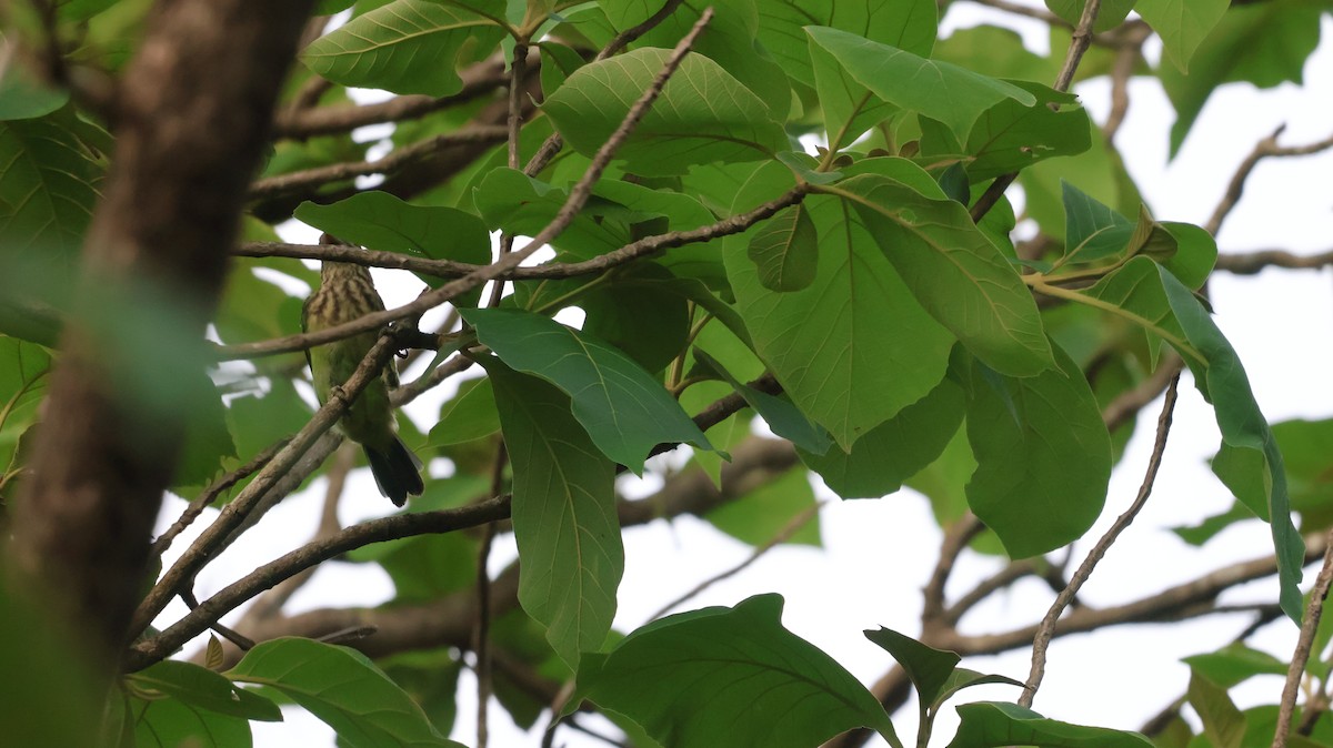 Jerdon's Leafbird - ML620536573