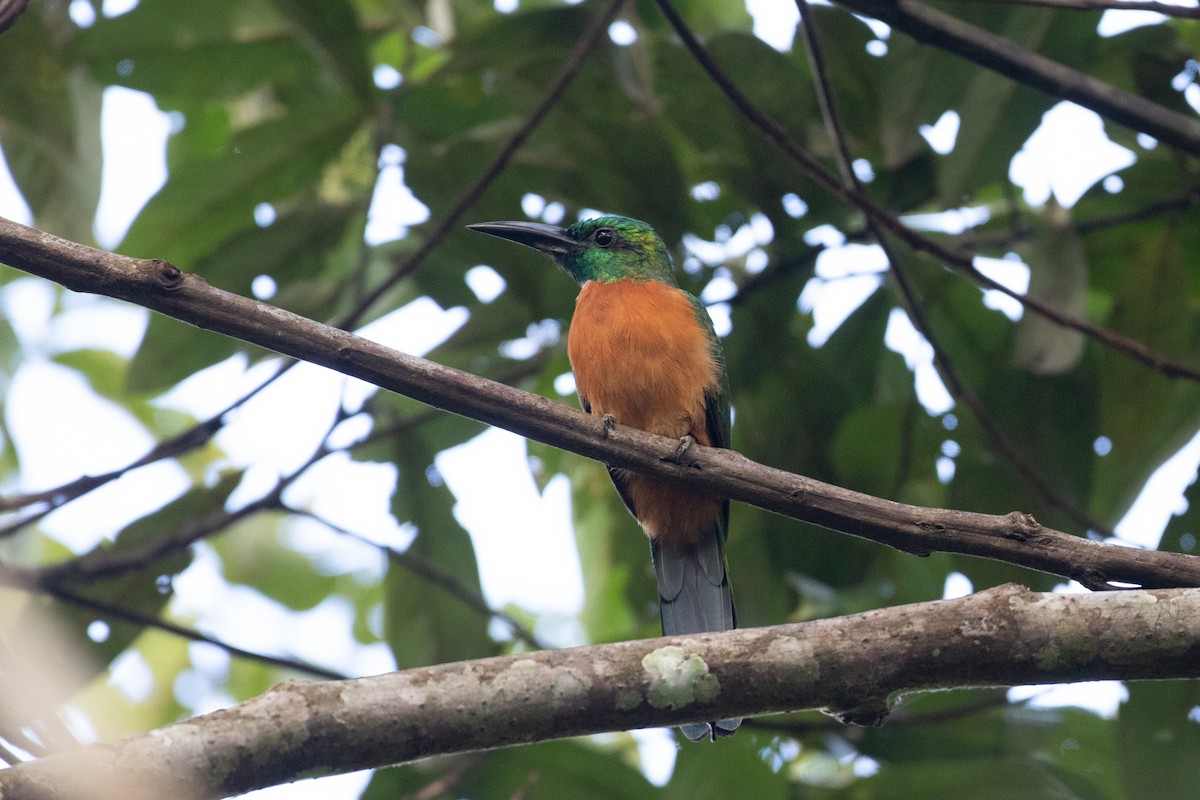 Great Jacamar - ML620536574