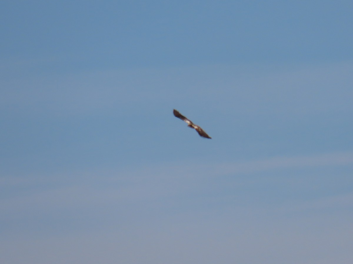 Western Marsh Harrier - ML620536577