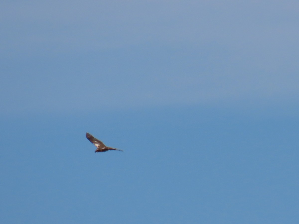 Western Marsh Harrier - ML620536579