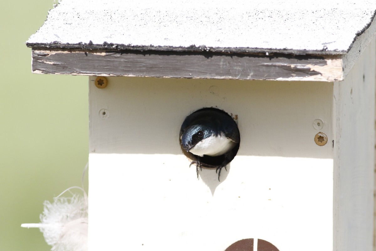 Golondrina Bicolor - ML620536581