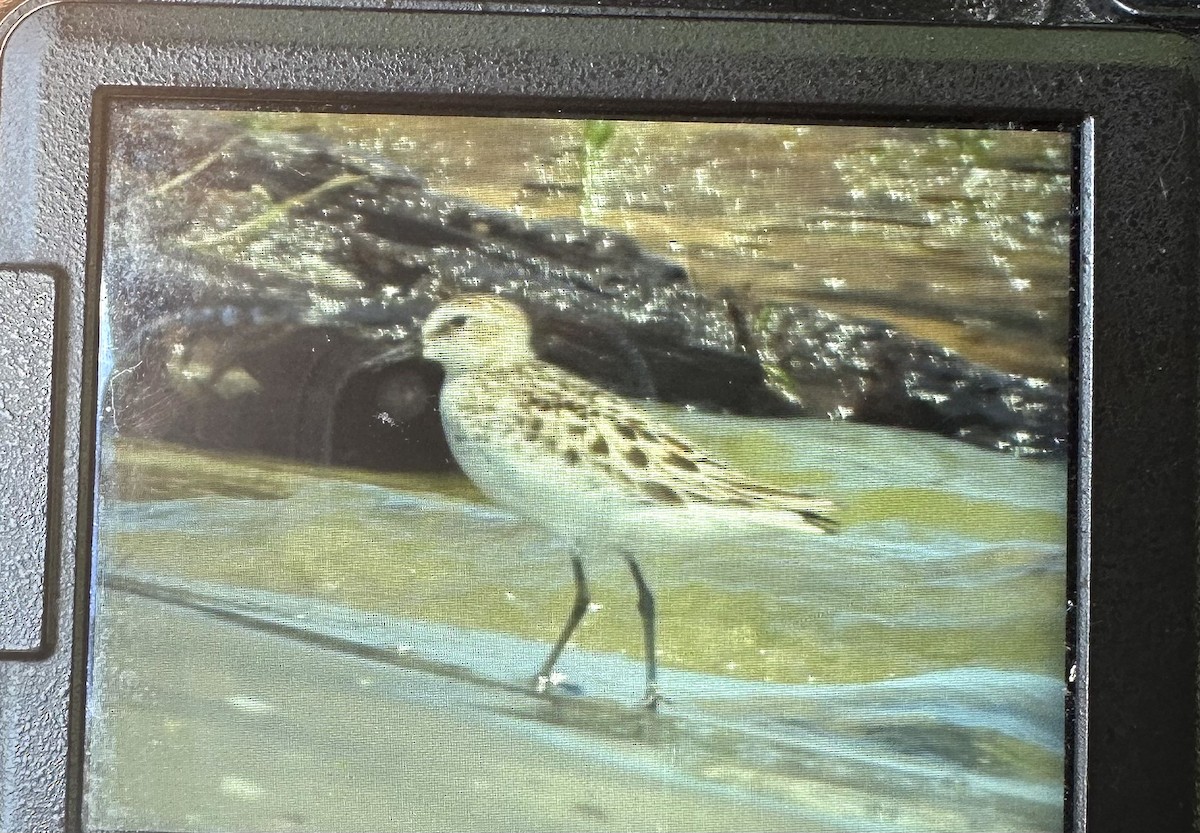 Semipalmated Sandpiper - ML620536585