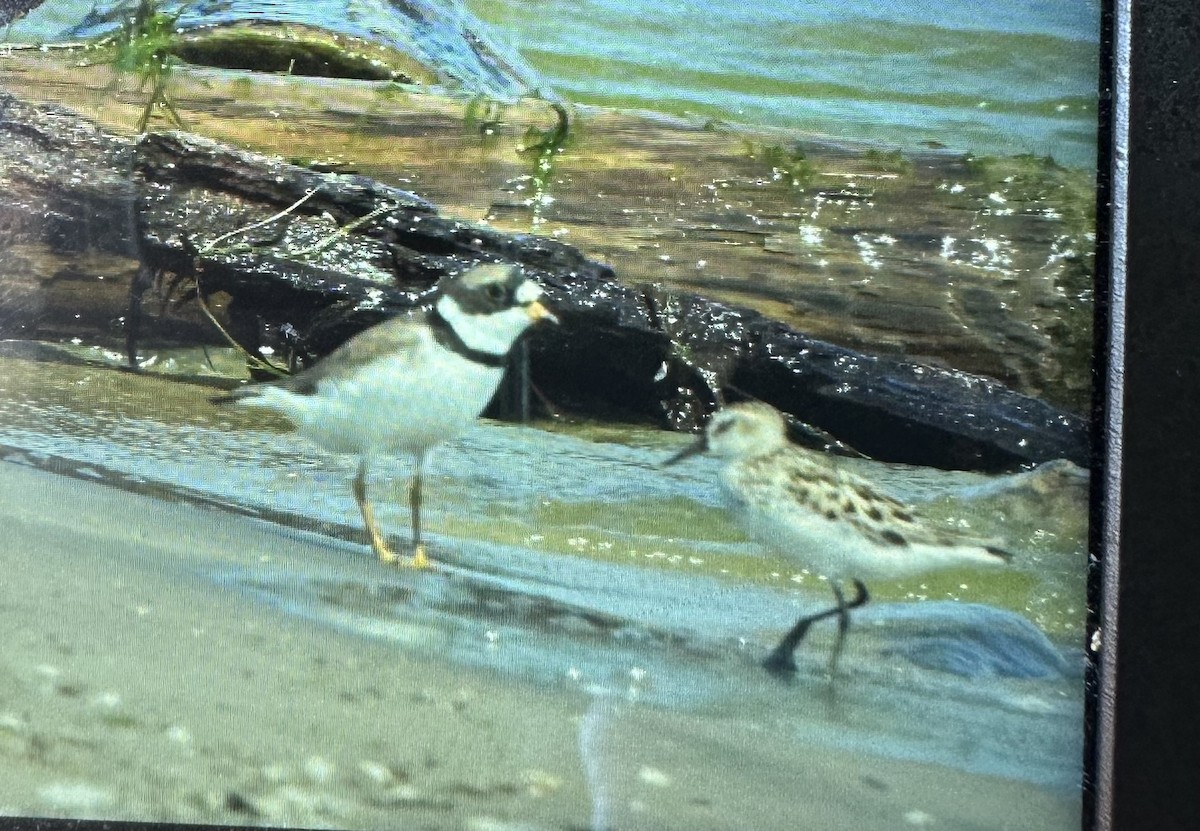 Semipalmated Sandpiper - ML620536586