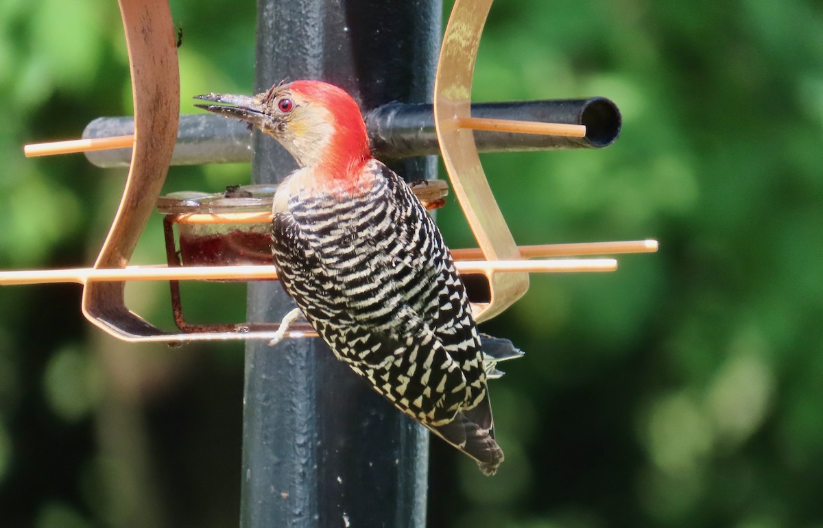Red-bellied Woodpecker - ML620536594