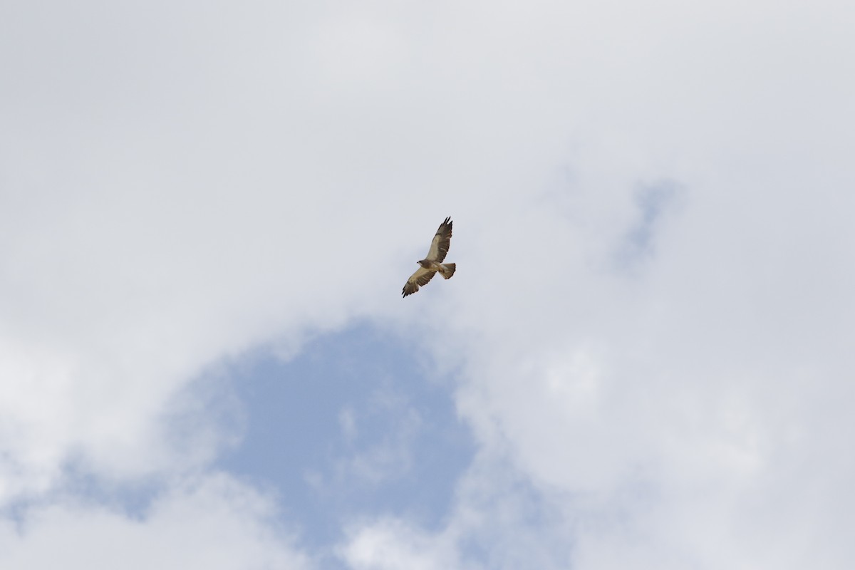 Swainson's Hawk - Ben Johnson