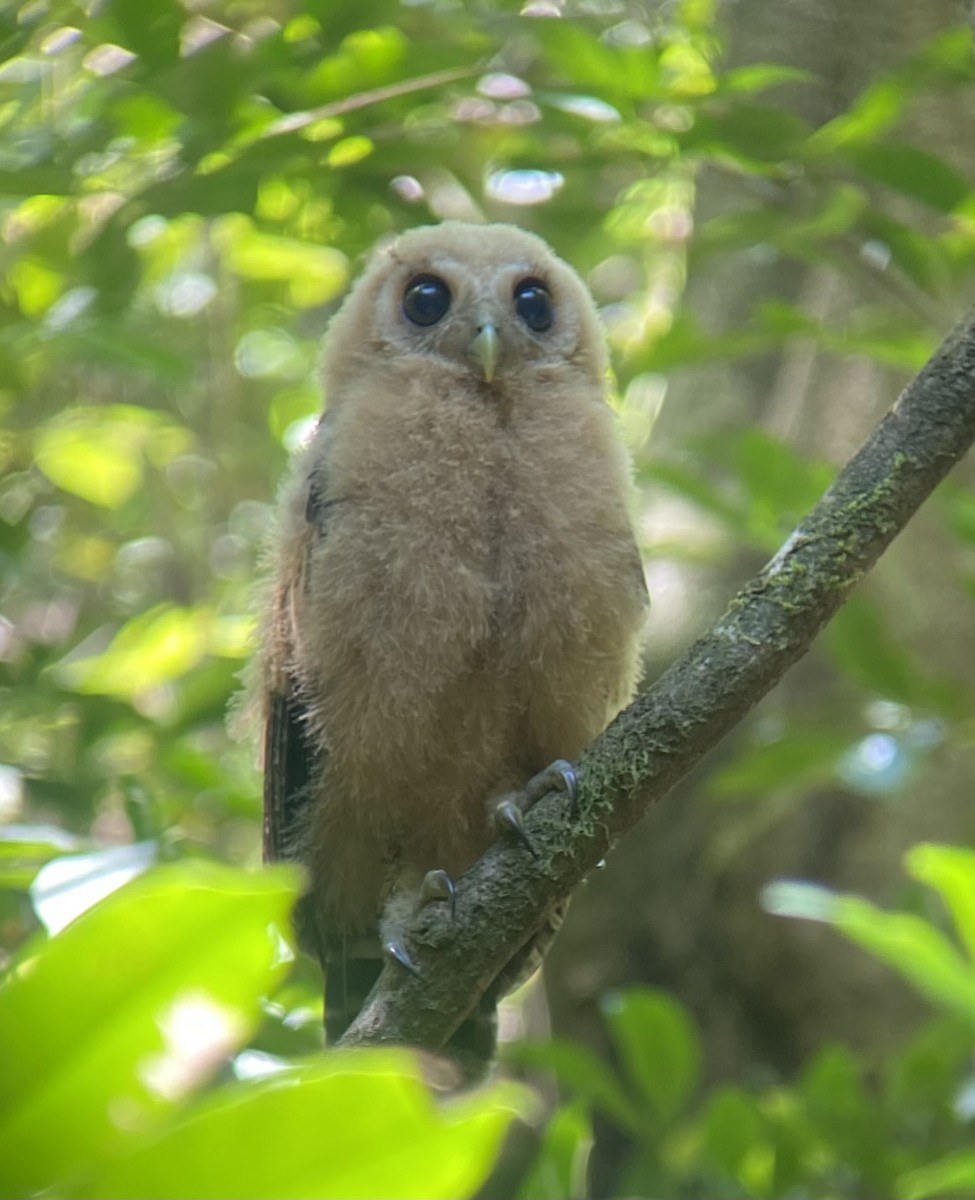 Mottled Owl - ML620536596