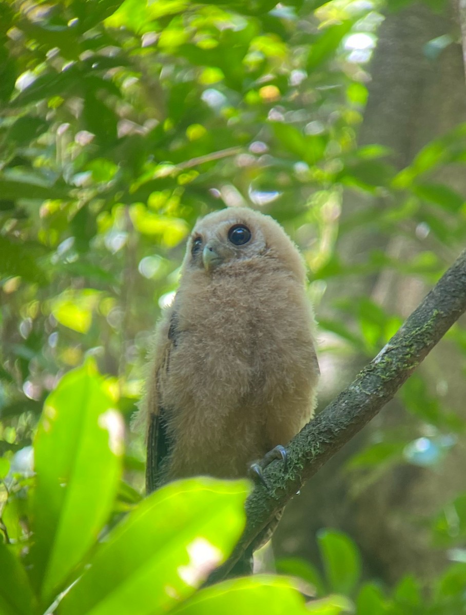 Mottled Owl - ML620536598