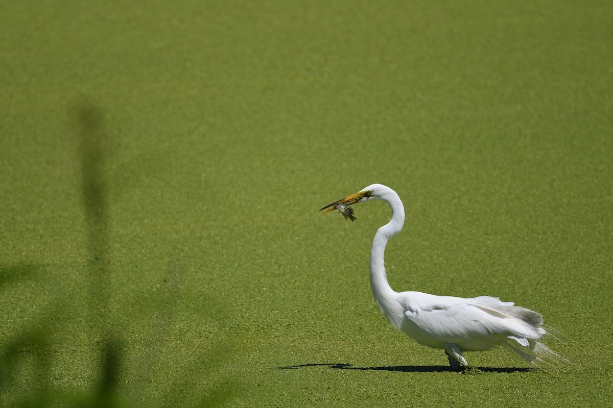 Great Egret - ML620536610