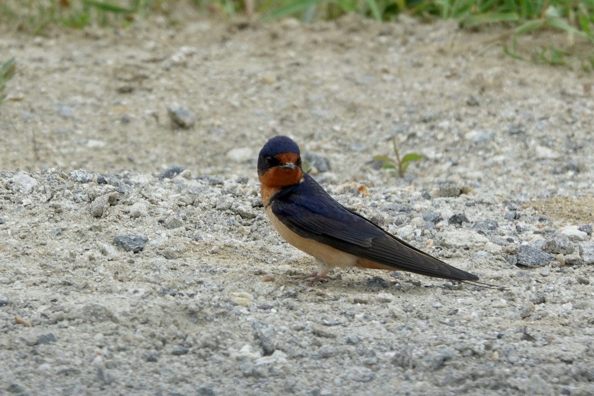 Golondrina Común - ML620536611