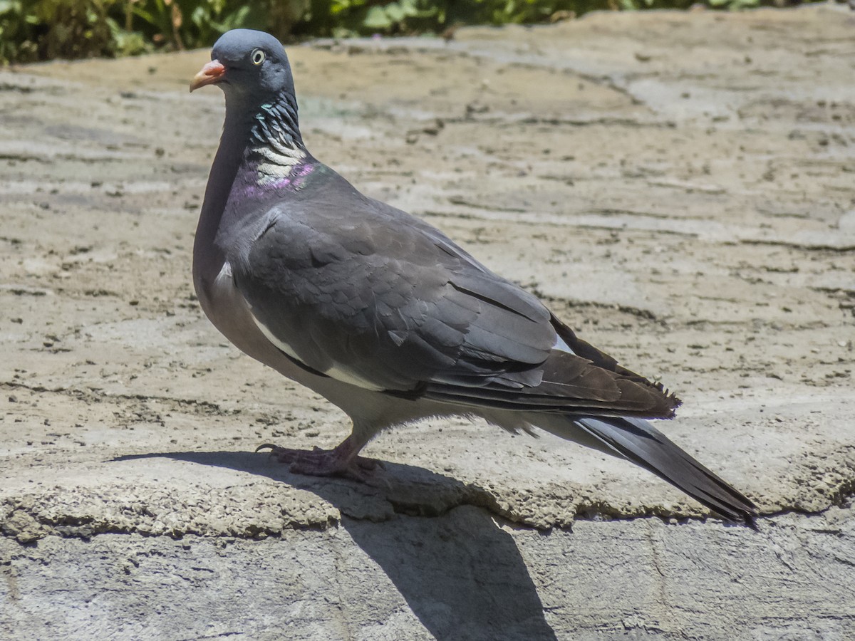 Common Wood-Pigeon - ML620536616