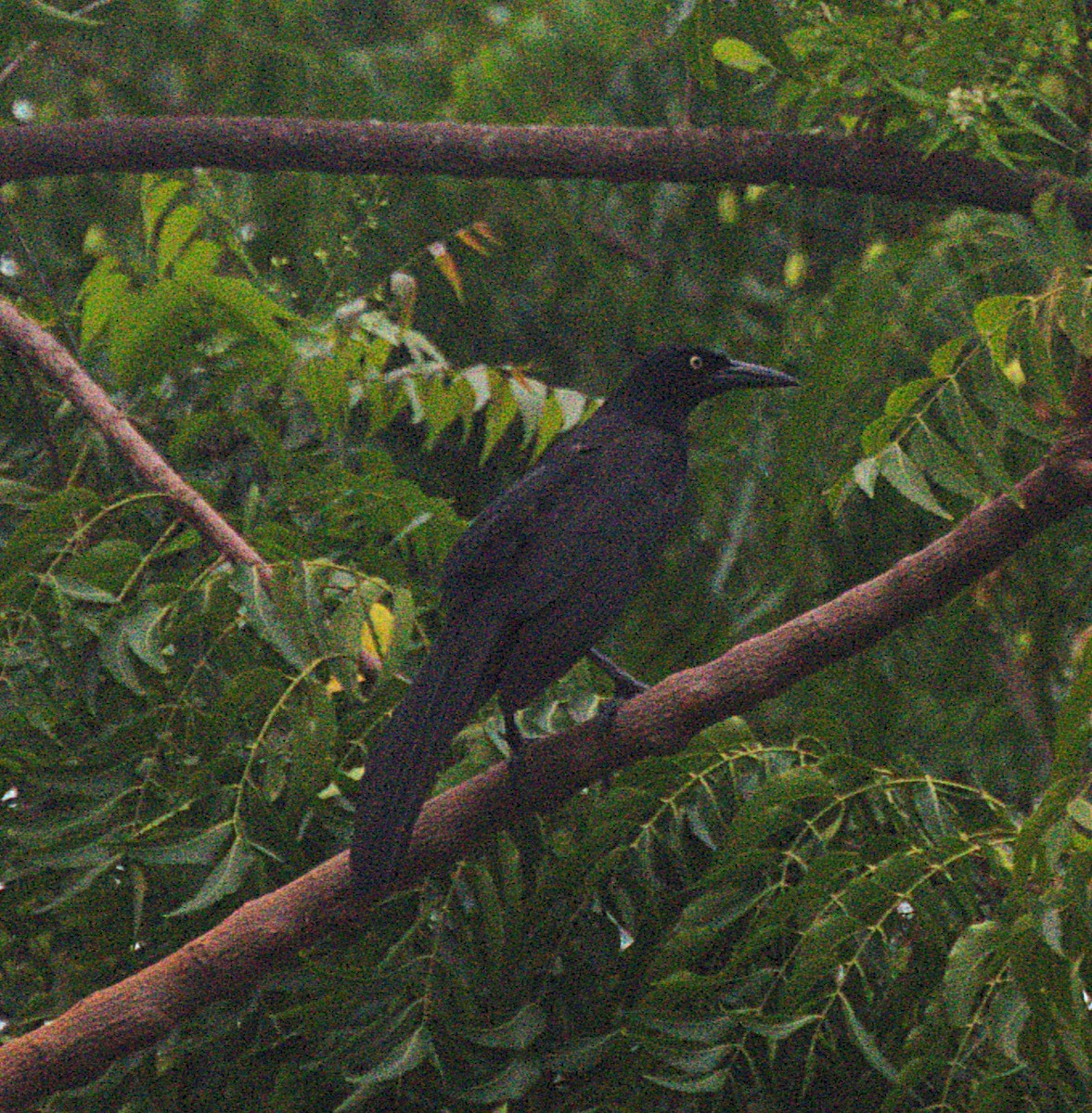 Great-tailed Grackle - ML620536620