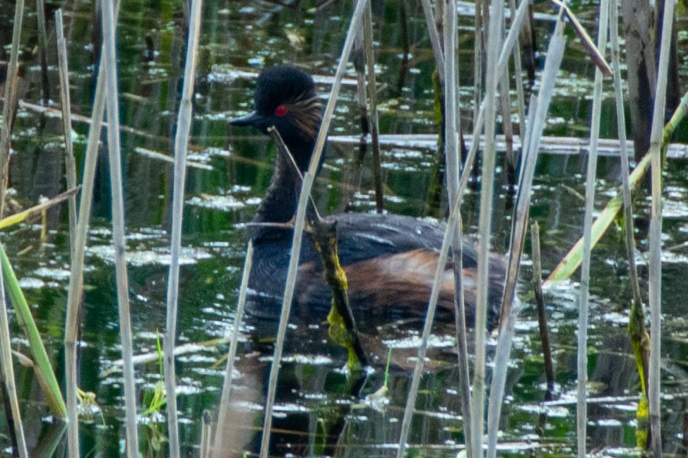 Eared Grebe - ML620536625