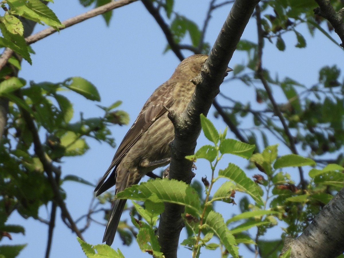 Brown-headed Cowbird - ML620536636