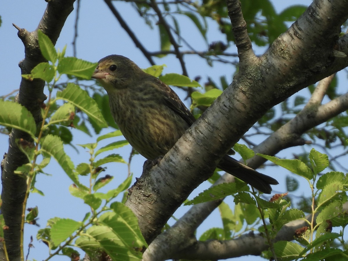 Brown-headed Cowbird - ML620536637