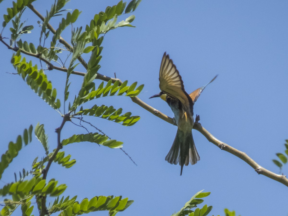European Bee-eater - ML620536642