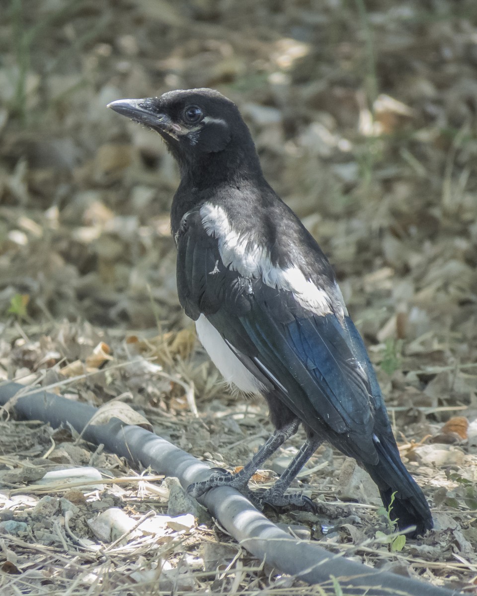 Eurasian Magpie - ML620536650