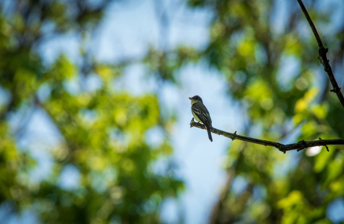 Eastern Wood-Pewee - ML620536651