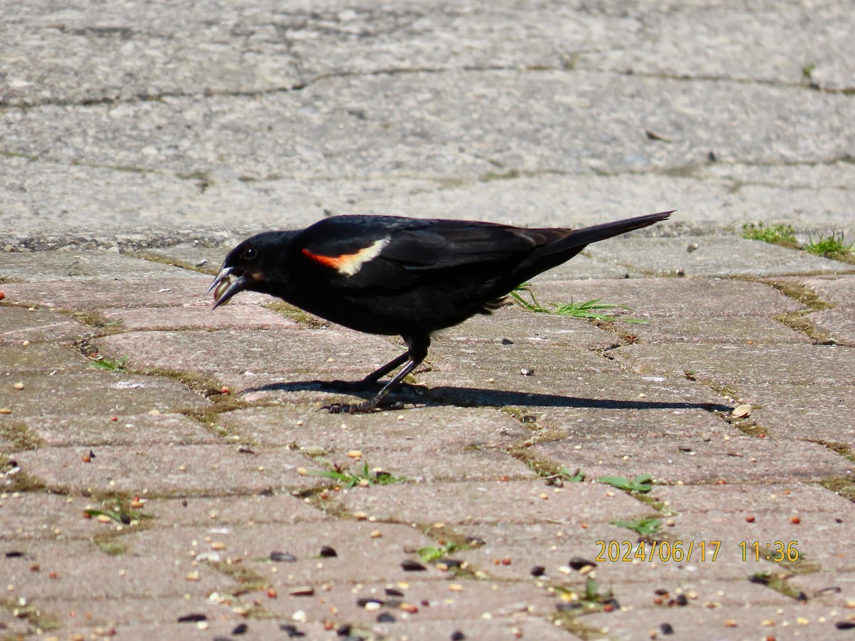 Red-winged Blackbird - ML620536652