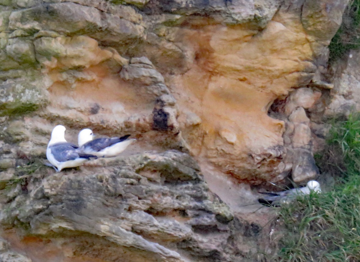 Fulmar Boreal (Atlántico) - ML620536657