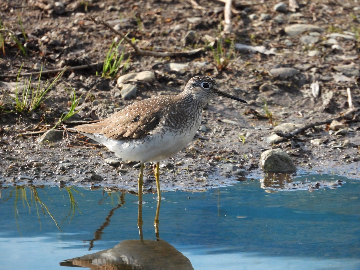 Solitary Sandpiper - ML620536670