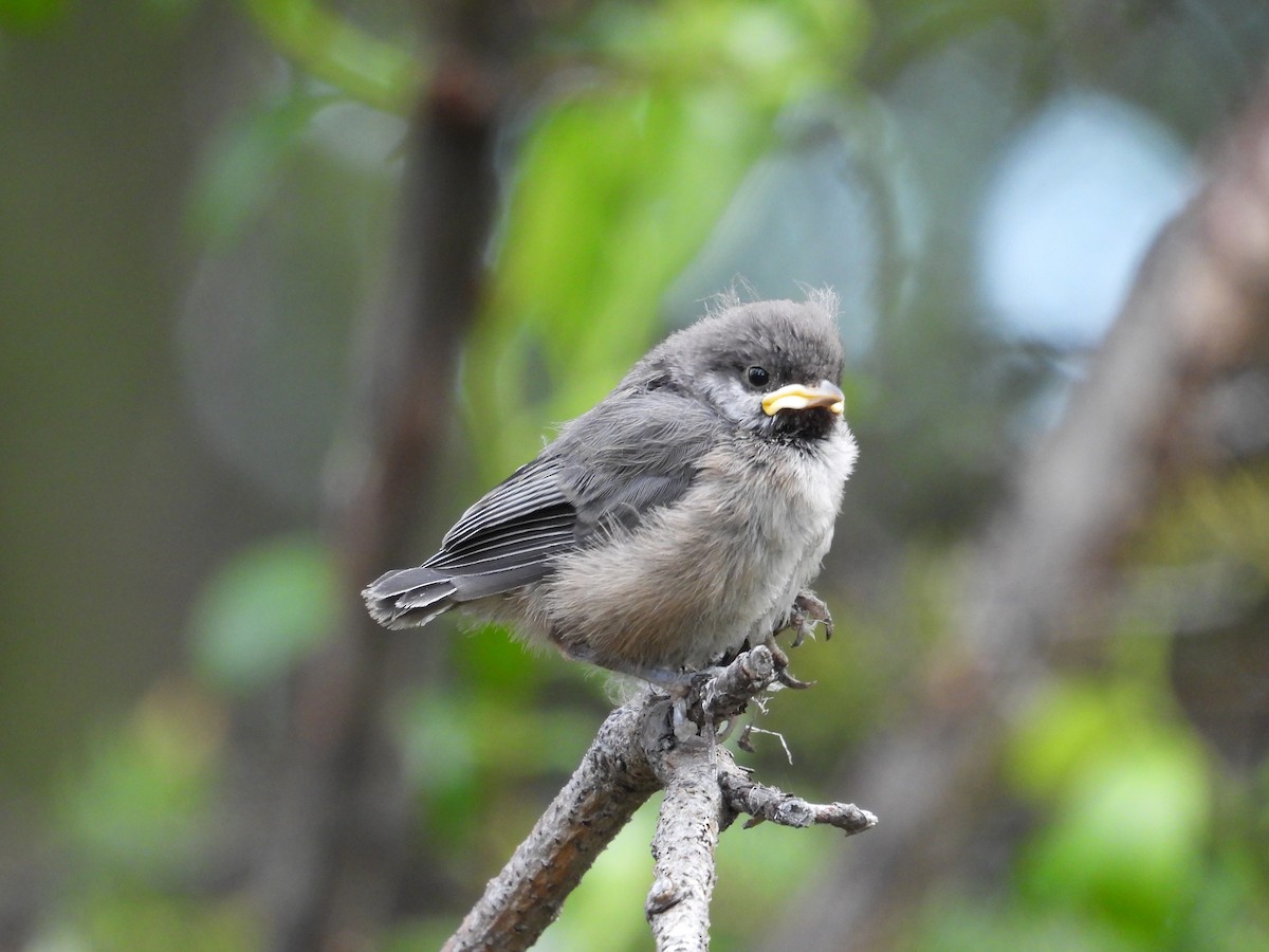 Boreal Chickadee - ML620536674