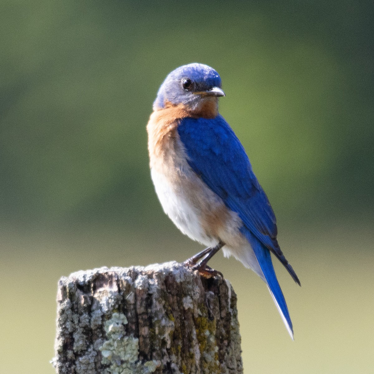 Eastern Bluebird - ML620536675