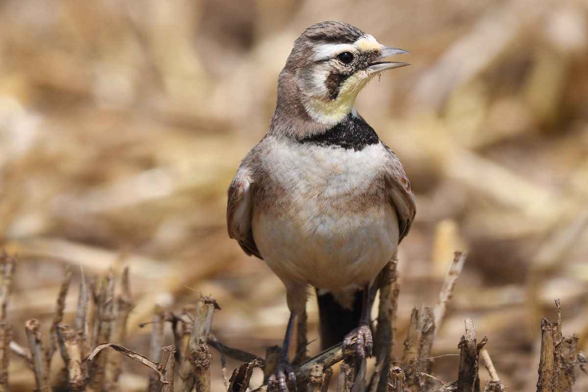 Horned Lark - ML620536688