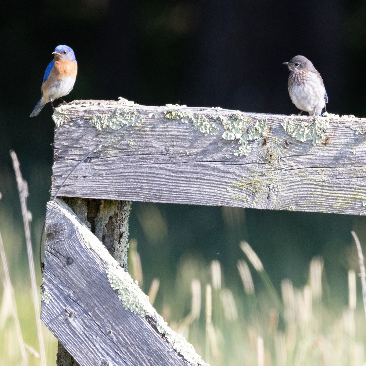 Eastern Bluebird - ML620536689