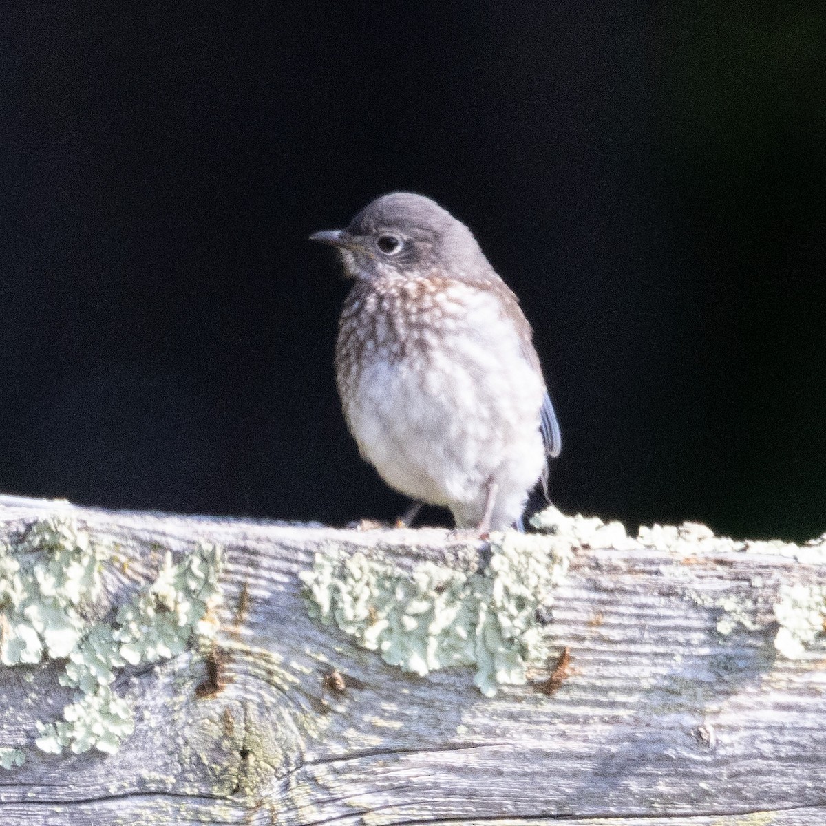 Eastern Bluebird - ML620536690