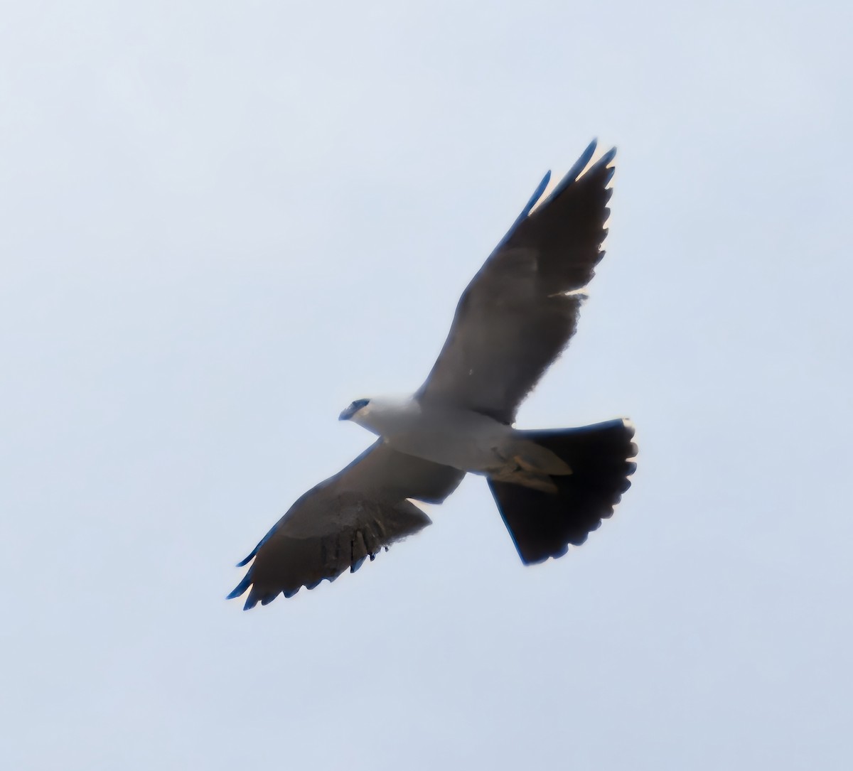 Mississippi Kite - ML620536691