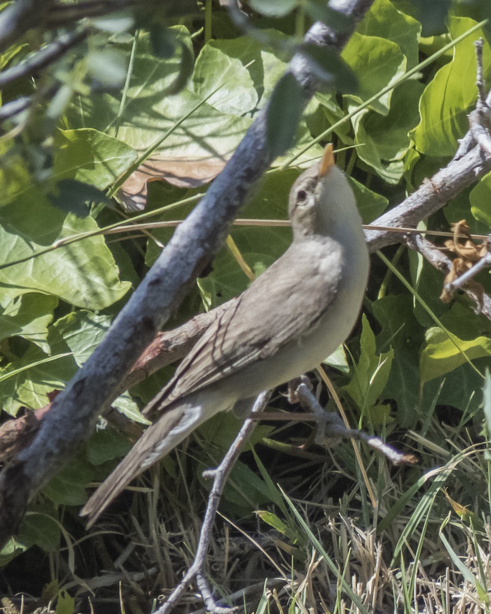 Eastern Olivaceous Warbler - ML620536694