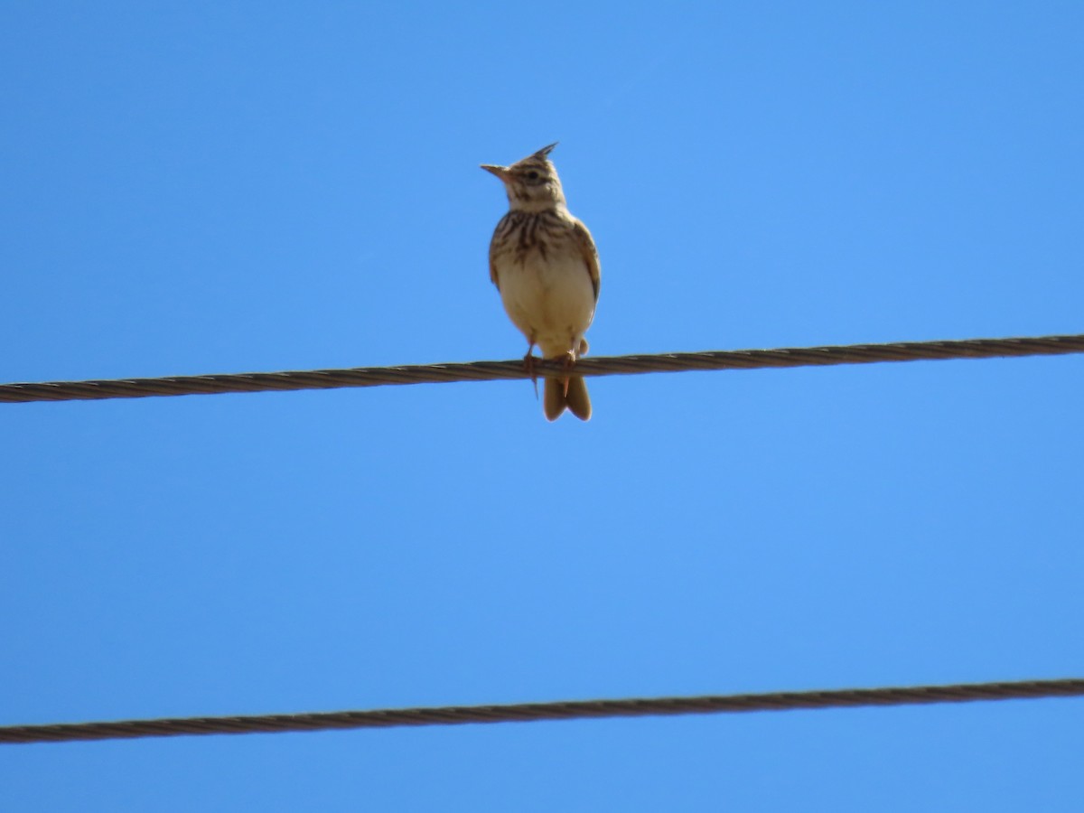 Crested Lark - ML620536701