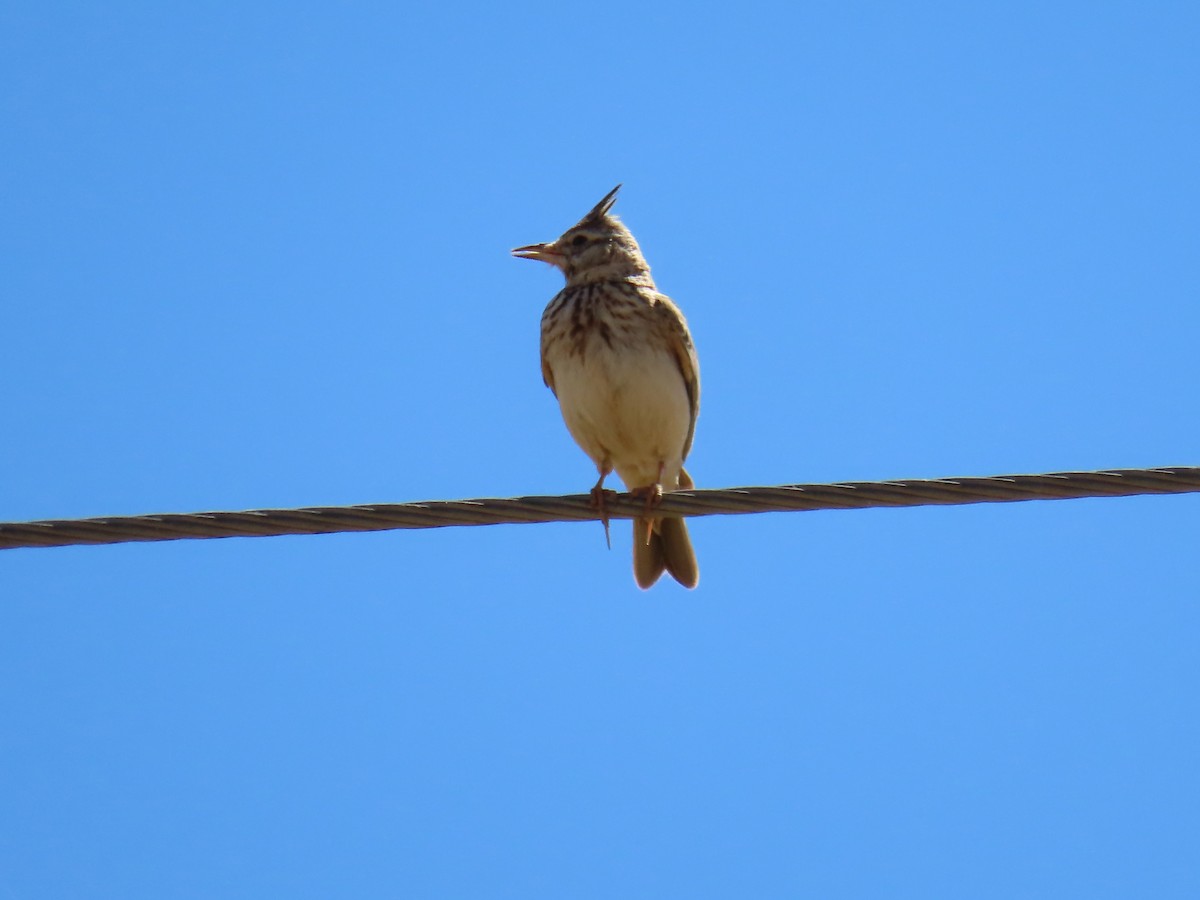 Crested Lark - ML620536703