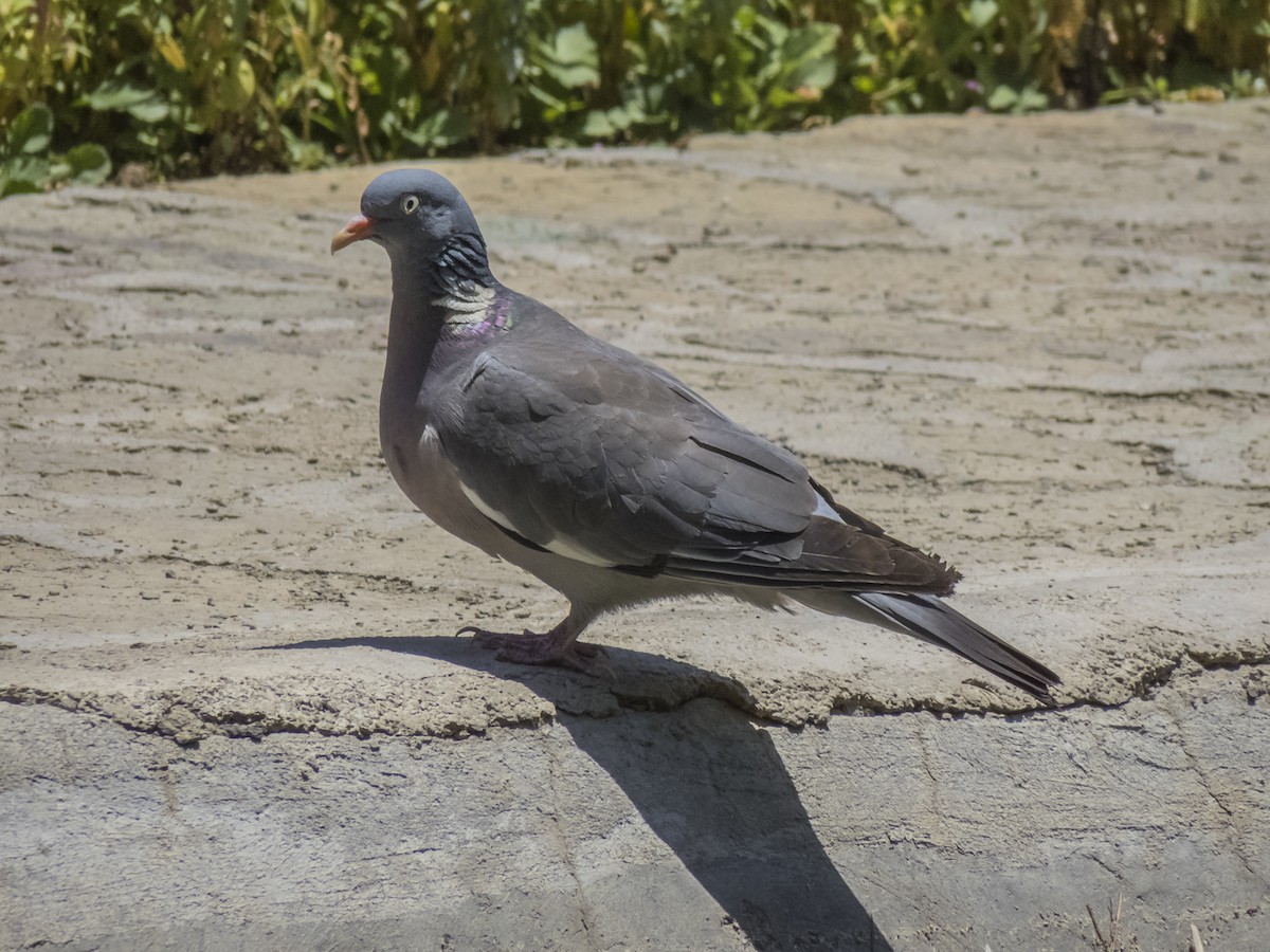 Common Wood-Pigeon - ML620536711