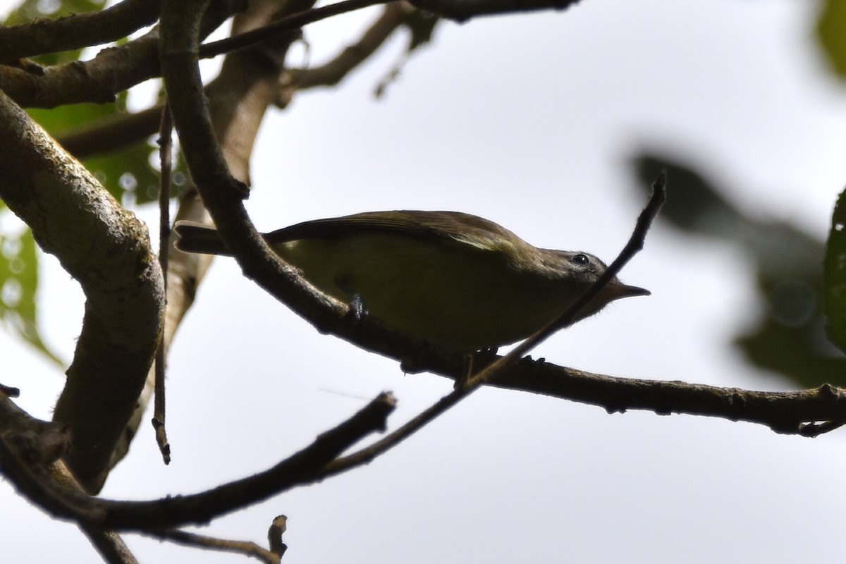 Vireo Coronipardo - ML620536721