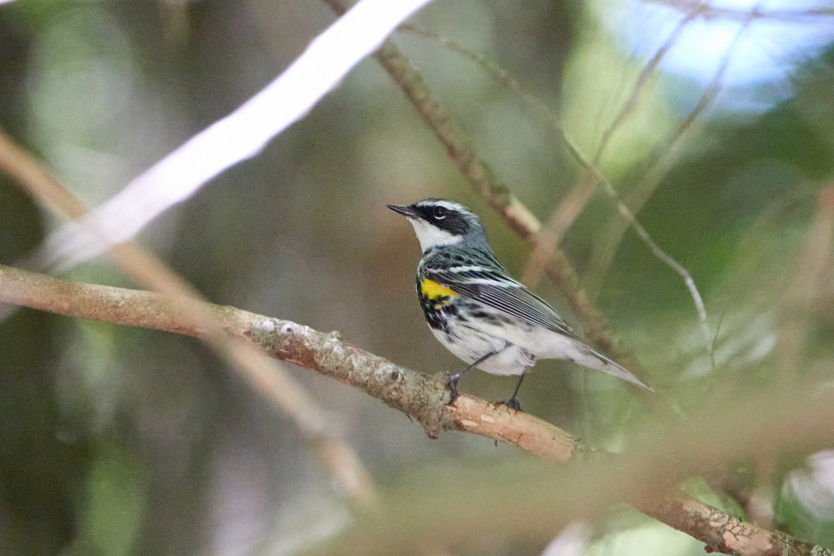 Yellow-rumped Warbler - ML620536723